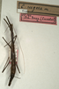 CollectionObject 1559358; NMW 619, bc39e88c-1d19-45d3-9856-09f1ab52c63f: copyright NMW, Vienna. female (holotype). (CollectionObject).