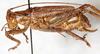 CollectionObject 1531905; e22effd1-71b1-4887-989a-ca6bff1a9fb9: male, lateral view (holotype). (CollectionObject).