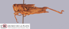 CollectionObject 1514361; d4715a8c-55a2-4734-b0eb-1bfcaa615c02, MLP4257/2: female, lateral view (allotype). (CollectionObject).