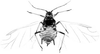 Habitus, dorsal view.: Body of A. craccivora. (Observation).
