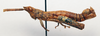 CollectionObject 1540554; 34630ade-b03d-47b0-911d-0369252db4a0: male, lateral view (holotype). (CollectionObject).