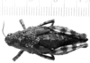 CollectionObject 1525859; 6fd2dc20-a1fb-4815-99c5-e17cb4fbe19d: female, dorsal view (allotype). (CollectionObject).
