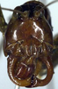 CollectionObject 1532346; 3dc0792d-5319-47a0-a8e9-f0dc5345b4d4: male, frontal view (holotype). (CollectionObject).