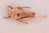 CollectionObject 1518541; 64d82378-c39c-45af-8314-5de33edc9dc1, NHMUK015982294: male, dorsal view (lectotype). (CollectionObject).