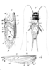 Platygryllus viator (Kirby, 1906): Pl. 12,Fig10, as Gryllus melanocephalus. male, illustrations. (Otu).