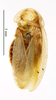 Balta spuria (Brunner von Wattenwyl, 1865): CC BY-NC-ND 4.0/MNHN - Depraetere Marion - 2014. Type, male, of spuria Brunner von Wattenwyl, 1865. Specimen number: MNHN-EP-EP1540. http://coldb.mnhn.fr/catalognumber/mnhn/ep/ep1540. (Otu).