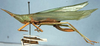 CollectionObject 1531604; f1f04d51-e545-4772-8a1e-68f917a344a1: female, lateral view (holotype). (CollectionObject).