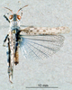 CollectionObject 1505371; bb6e7dbb-0a04-428e-8c6f-3803ae6de608: male habitus dorsal view (holotype). (CollectionObject).