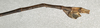 CollectionObject 1557368; NMW 652, 610c4863-a7c1-4fa4-b4b5-60e0eb4cdb78: copyright NMW, Vienna. male Dyme mutica: end of abdomen, lateral view (holotype). (CollectionObject).