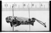 CollectionObject 1535589; 83159e27-f8ab-4dc1-bac9-a5e71cc64255: Image Carbonell, C.S.C. female, lateral view (holotype of Zoniopoda picta). (CollectionObject).