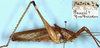 CollectionObject 1531743; 16cf3950-c139-4730-b711-cf15cd786cc3: male, lateral view (holotype). (CollectionObject).