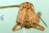 CollectionObject 1502044; 34bb7259-7c6b-4e88-adac-13e129130924: female, frontal view (paratype of Chorthippus lagrecai). (CollectionObject).