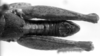 CollectionObject 1533427; 6932c50c-8720-4ae9-b9d3-6242e8a223ba, USNM 9752: Image Carbonell, C.S. male abdomen tip, dorsal view (jolotype). (CollectionObject).