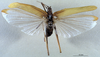 CollectionObject 1529742; a22641c3-3f9a-42f4-a003-9a1002a6bccd: female, dorsal view (syntype). (CollectionObject).