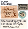 CollectionObject 1502847; fc419500-ed9a-4951-8987-fea5524948cd, DORSA BTstedilS03: labels (paralectotype). (CollectionObject).