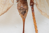 CollectionObject 1505578; 69c03974-eb45-4734-a573-8b8bffe47d8b: Female, dorsal view (holotype). (CollectionObject).