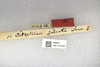 CollectionObject 1594432; f63ed9ec-8d46-4d69-aef4-a070bfc3ea2a: labels (syntype). (CollectionObject).