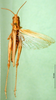CollectionObject 1576329; 6bfbe78b-a321-469d-832b-2b09ff311642: male, dorsal view (paratype). (CollectionObject).