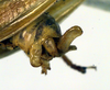 CollectionObject 1500350; e8133092-30f0-4cef-80b1-d725e992769c: male cerci (holotype). (CollectionObject).