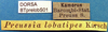 CollectionObject 1502595; 1d1f905e-417f-453d-9a06-a0204e507152: labels. (CollectionObject).