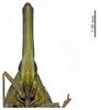 Head on Doryphorina guizhouensis Zheng, Yang & Chen, 2014: (Observation).