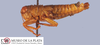 CollectionObject 1513708; MLP1860/1-2, c181552b-aac6-4fd5-aca2-d7ee7c0ddb82: male, lateral view (paratype). (CollectionObject).