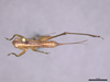 CollectionObject 2062721; f58996d9-39a3-494c-85ad-e51d107c344b: Female, dorsal habitus. (CollectionObject).