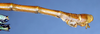 CollectionObject 1559211; ae501d07-96a7-456b-bacb-b49802e42099: copyright NMW. male: end of abdomen, lateral view (syntype). (CollectionObject).;CollectionObject 1559212; 1e771717-c82a-417a-b44d-02dc1860b27c: copyright NMW. male: end of abdomen, lateral view (syntype). (CollectionObject).