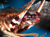 CollectionObject 1500251; d0cceb85-0478-496c-adf5-f295de71aa97: male cerci (syntype). (CollectionObject).