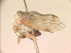 Distantobelus Capener, 1954: _Distantobelus sericeus_. (Otu).