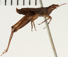 CollectionObject 1529915; NHRS NRM-ORTH 13053, 411db8bd-f5ac-4222-a188-61a5bf2b16bd: male, lateral view (lectotype). (CollectionObject).