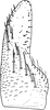 Subgenital plate, ventral view on Erythria aureola (Fallén, 1806): Subgenital plate. (Observation).