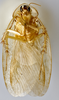 CollectionObject 1569227; 5870e9a2-5df8-41ce-aa59-78d71435ebe3: Photo by Heidi Hopkins. Holotype, adult male, ventral habitus. (CollectionObject).