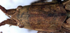 CollectionObject 1531869; 380b64b4-7382-48a8-a6a8-01bb4773f816: female head and pronotum, dorsal view (holotype). (CollectionObject).