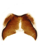 Forewing: Female internal sternum VIII.<br>Mexico, Durango, rt. 45 km 121, INHS. (Observation).