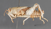 CollectionObject 1523819; 712e8648-ebb1-4ba0-ac9c-04ea5db7d0f0: male, lateral view (holotype). (CollectionObject).