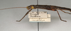 CollectionObject 1556913; 09d60621-39da-4199-83eb-5e1fb51337db: copyright NMW, Vienna. female: head and thorax, lateral view of Perisceles modestus (holotype). (CollectionObject).