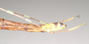 CollectionObject 1560620; NHMUK(SF IMPORT DUPLICATE) 844805, b5fc4dd4-f59c-4042-8a76-9e7ddc449c1b: copyright Natural History Museum, London. female: end of abdomen, lateral view of Orthonecroscia pulcherrima (holotype). (CollectionObject).