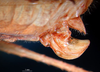 CollectionObject 1501748; 9700b8dc-5ad5-4e30-a9f2-05b9db525955: female ovipositor. (CollectionObject).