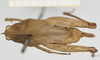 CollectionObject 1517881; 5ce6c63d-debd-4298-aa57-9d76d6b64ed1, NHMUK010924395: female (holotype), dorsal view. (CollectionObject).