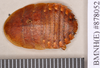 Stictomorphna geochroma (Walker, 1868): Holotype, unsexed, dorsal. BMNH(E)#878052. (Otu).