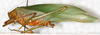 CollectionObject 1566637; NMW 20273, 6d5549f8-8645-434f-afd3-f6b4914370f6: male, lateral view. (CollectionObject).
