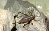 CollectionObject 1576959; 9bebe880-72ee-477f-a655-b26114c20063, CH6177: (CollectionObject).