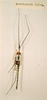 CollectionObject 1558083; 78744c33-08d1-46cd-bb74-cace0a7c9efd: copyright NHRS, Stockholm. male (holotype). (CollectionObject).
