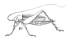 Anaxipha desjardinsii (Serville, 1838): Pl. 17, Fig. 49(2). female. (Otu).