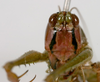 Arachnoscelis (Peruphisis) meriti Nickle, 2002: female face (allotype). (Otu).