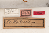 CollectionObject 1531188; 50b062db-a865-4c00-ae02-37d0a1f89f8b: female, labels (holotype). (CollectionObject).