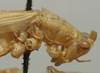 CollectionObject 1535998; 4cbcc000-5f9e-45f2-baaf-5eefb7a75383: female pronotum, lateral view (paralectotype). (CollectionObject).