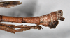 CollectionObject 1557831; 340a164c-1069-4dc7-beff-4f98a72401ef: copyright QM. male: end of abdomen, lateral view (holotype). (CollectionObject).