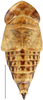 Habitus, dorsal view on Achaeticina Emeljanov, 1962: Achaetica anbasidis, dorsal habitus (INHS). (Observation).